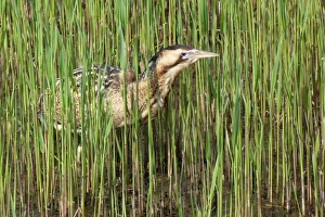 Stellaris Prints: Male Bittern walks through young reeds