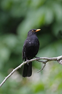 Thrush Prints: Male Blackbird in garden setting
