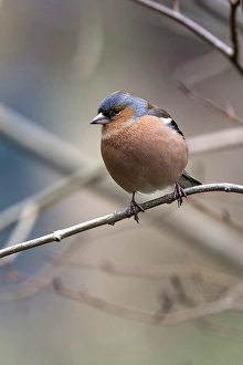 Finch Prints: Male Chaffinch in spring on tree branch