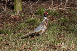: Male or cock Pheasant on autumn leaf litter