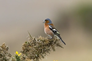 Male Common Chaffinch singing on gorse