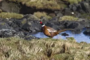 Ring Prints: Male common Pheasant near the sea shore on Jura, Scotland