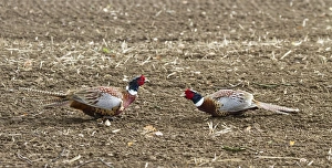 Ring Prints: Two male Common Pheasants sparing