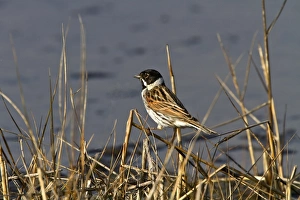Buntings Prints: Male Common Reed Bunting at Minsmere Suffolk