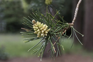 Pinus Prints: Male cones and leaf of Shore or Beach Pine, Pinus contorta