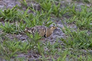 Male Double banded sandgrouse - Botswana
