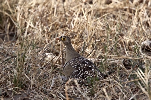 Male Double banded sandgrouse - Botswana