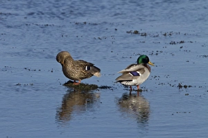Mallard Prints: Male & female Mallard ducks in breeding plumage