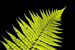 Fern Prints: Male Fern (Dryopteris filix-mas) close-up of backlit frond