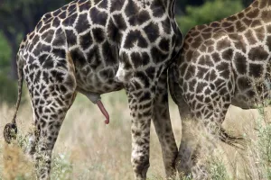 Courting Prints: Male Giraffe!