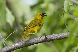Golden Prints: Male Golden Weaver - Lebala, Botswana