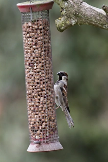 Feeder Prints: Male House Sparrow feeding on peanut garden feeder
