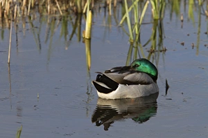 Sleeping Prints: Male Mallard duck resting on water