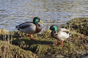 Mallard Prints: Two Male Mallard ducks