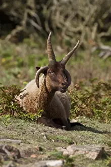A Male Manx Loaghtan breed of sheep reintroduced to Jersey#s northern coast