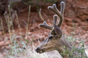 Mule Prints: Male Mule Deer with velvet antlers, Utah, America