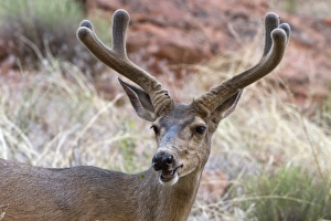 Male Mule Deer with velvet antlers, Utah, America