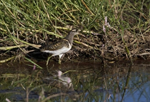 Delta Prints: Male Painted Snipe - Okavango Delta - Botswana