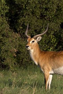Male Red Lechwe Okavango Delta near Kwara. Lechwe are found in marshy areas where they eat aquatic plants