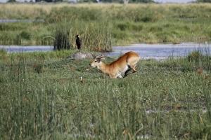 Running Prints: Male Red Lechwe Running Okavango Delta near Kwara