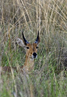 Buck Prints: Male reedbuck sitting in tall grass near Kwara, Okavango Delta Botswana