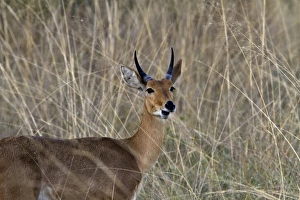 Buck Prints: Male reedbuck standing in tall grass near Kwara, Okavango Delta Botswana