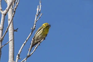 Singing Prints: Male Serin singing - Spain