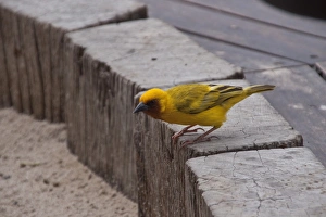 Botswana Prints: Male Southern Brown throated Weaver. Ploceus xanthopterus; Botswana; africa; African;