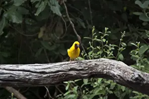 Botswana Prints: Male Southern Brown throated Weaver Ploceus xanthopterus