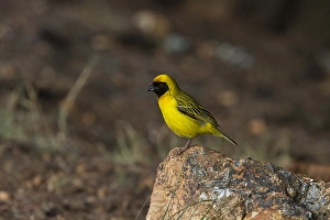 Male Southern Masked Weaver - Ploceus velatus. From Botswana
