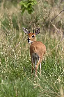 A male Steenbok, only males have horns, a common small antelope over most of southern and eastern Africa