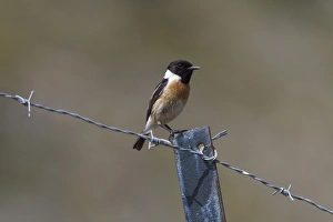 Male Stonechat on wire fence