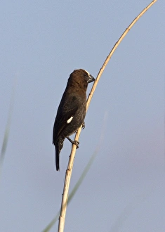 Albifrons Prints: Male Thick billed Weaver - South Africa