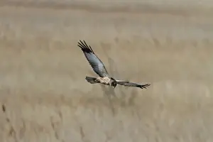 Male Western Marsh Harrier, flying at RSPB Minsmere Suffolk