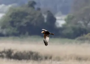 Circus Prints: Male Western Marsh Harrier at Minsmere Suffolk - April