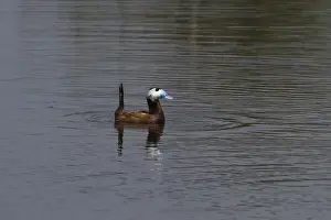 Donana Prints: Male White headed Duck with ducklings - Coto Donana Spain