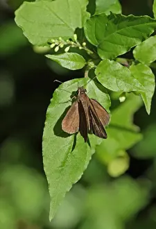West Indian Prints: Malicious Skipper (Synapte malitiosa malitiosa) adult