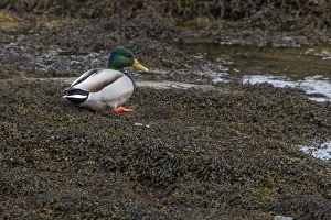 Mallard drake standing on seaweed