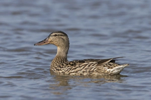 Mallard Duck (Anas platyrhynchos) adult female, swimming, Suffolk, England, February