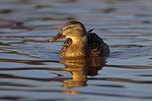 Mallard Duck (Anas platyrhynchos) adult female, swimming on lake, Duns Castle, Duns, Berwickshire, Scottish Borders