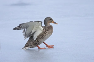 Mallard Duck (Anas platyrhynchos) adult female, landing on surface of frozen lake, West Yorkshire, England, february