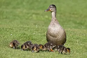 Mallard Duck (Anas platyrhynchos) adult female with day-old ducklings, feeding on grass, West Sussex, England, april