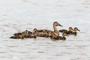 Mallard Duck (Anas platyrhynchos) adult female with ducklings, swimming, Norfolk, England, july