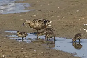 Mallard Duck (Anas platyrhynchos) adult female with ducklings, foraging in shallow water, Minsmere RSPB Reserve, Suffolk, England, june