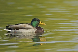 Mallard Duck (Anas platyrhynchos) adult male, swimming, Hertfordshire, England
