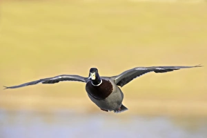 Mallard Duck (Anas platyrhynchos) adult male, in flight, Hertfordshire, England
