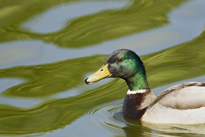 Mallard Duck (Anas platyrhynchos) adult male, swimming, Two Tree Island Nature Reserve, Essex, England, may