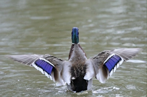Mallard Duck (Anas platyrhynchos) adult male, rear view, stretching wings on water, Slimbridge, Gloucestershire, England