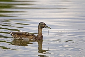 Mallard Duck (Anas platyrhynchos) adult male, in eclipse plumage, feeding on lake, Warwickshire, England, august