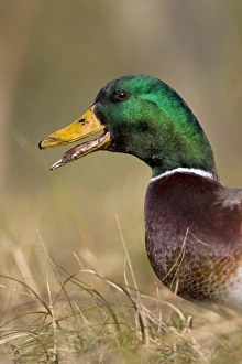 Mallard Duck (Anas platyrhynchos) adult male, calling, close-up of head, Suffolk, England, february